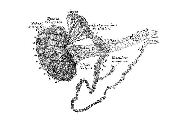 Testicle and epididymis Illustration of a Testicle and epididymis male reproductive system cross section stock illustrations