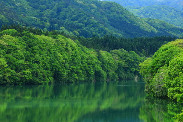 Fresh green lake