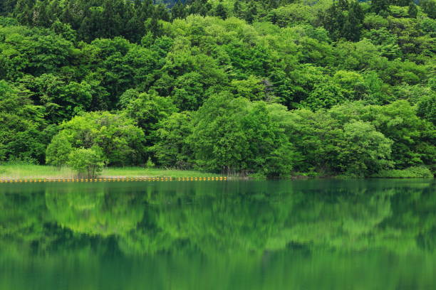 istock Fresh green lake 1247935216