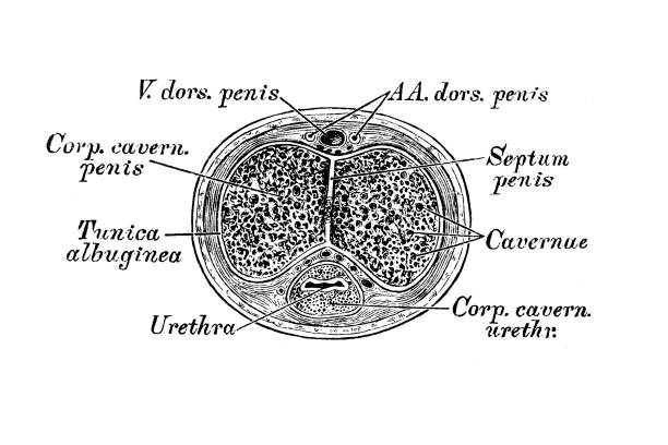 Penis section Illustration of a Penis section male reproductive system cross section stock illustrations