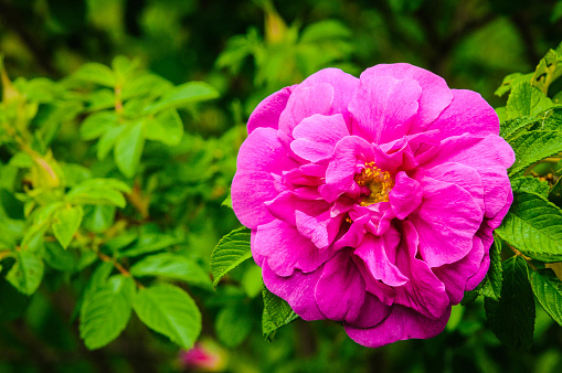 A large sea spray rose (Rosa Rugosa)  grows in a Cape Cod Garden in late spring.
