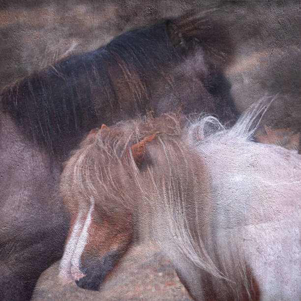 Playful White Welsh Pony Enjoy in  the Freedom of the Meadow in Winter