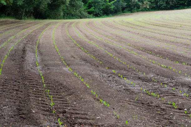 istock Maize crop in growth process in Galicia Spain 1247945213
