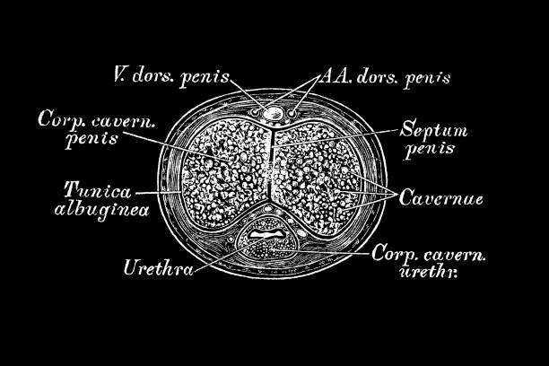 Penis section Illustration of a Penis section male reproductive system cross section stock illustrations