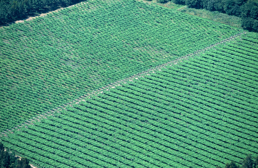 Aerial photo of the Albariño grape type wine plantation in the Rias Baixas region Galicia Spain