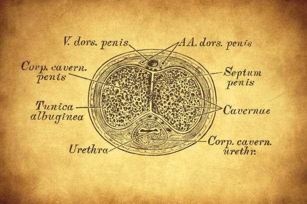 Penis section Illustration of a Penis section male reproductive system cross section stock illustrations