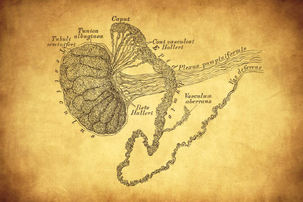 Testicle and epididymis Illustration of a Testicle and epididymis male reproductive system cross section stock illustrations