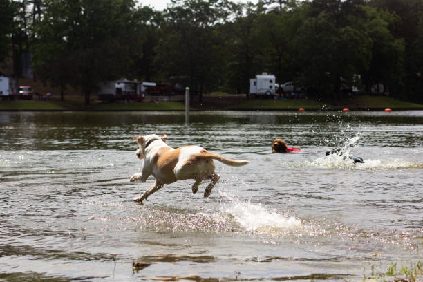 istock White Lab Jumping Into A Public Lake During The Summer 1247950112