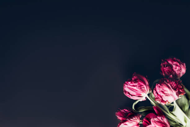 istock Bunch of Peony Style Tulips 1247950209