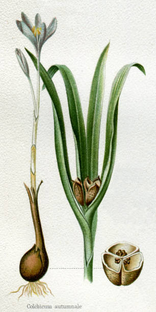 осенний крокус или колхикум осеннее ядовитое растение 1897 - crocus stock illustrations