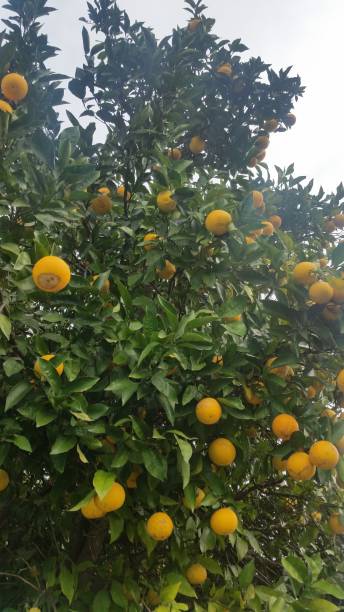 istock An orange tree ready to harvest 1247955068
