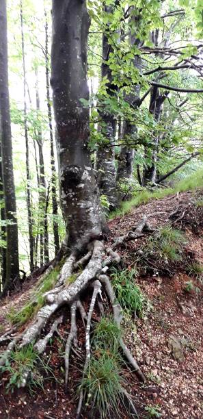 istock A trip to an enchanted mountain forest amidst dazzling greenery- Lessinia, Italy 1247961225