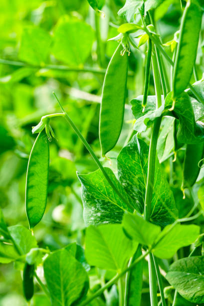 istock selective focus on fresh green pea pods in the vegetable garden 1247961479