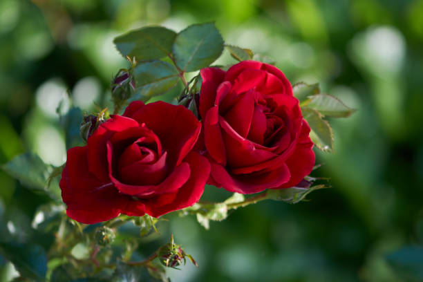 flower of red rose in the summer garden. lively rose with scarlet petals. decorative flowering plant. - hybrid tea rose imagens e fotografias de stock