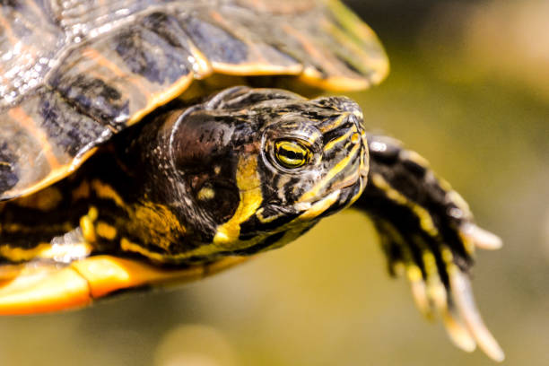 Common turtle Slider Trachemys scripta Photo picture Common turtle Slider Trachemys scripta animal reptile amphibian coahuilan red eared turtle stock pictures, royalty-free photos & images