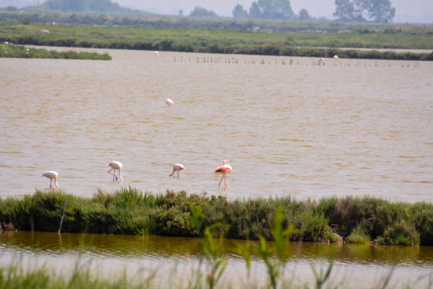 istock Landscape The Po Delta 1247962853