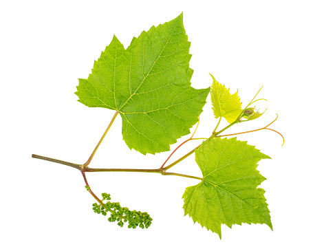 green young vine of grapes on a white background, isolated