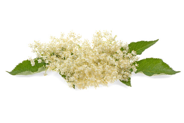 istock branch, elderberry flower on a white background, isolated. 1247963014