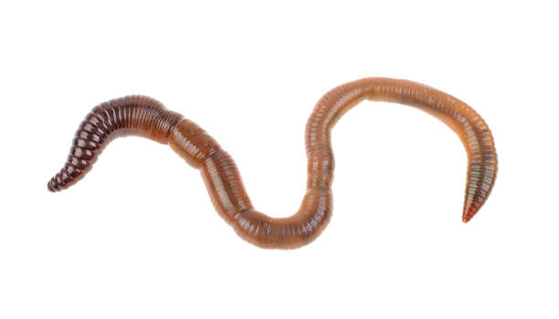istock Earthworms on a white background, isolated. 1247963038