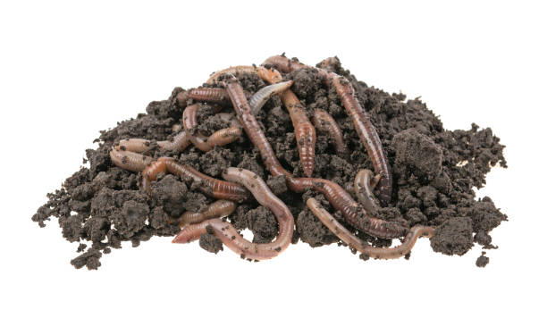 istock Earthworms in the ground, dirt on a white background, isolated. 1247963047