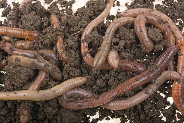 istock Earthworms in the ground, dirt on a white background, isolated. 1247963058