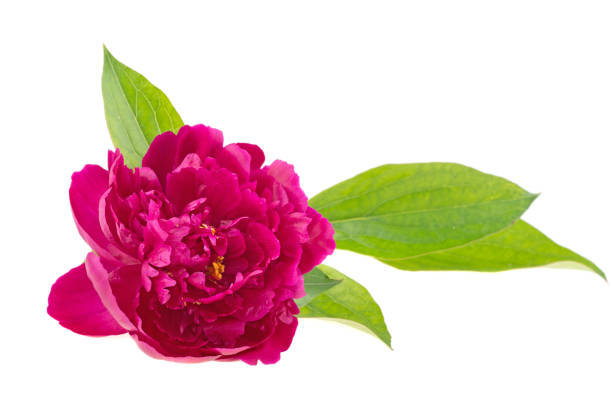 istock Peony flower on a white background, isolated. 1247963069