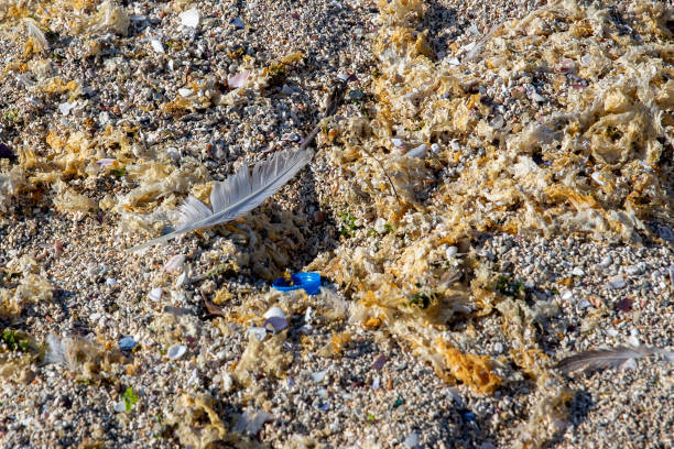 A white bird's feather fallen amongst dry sea alga on a sandy beach polluted with a plastic bottle cap