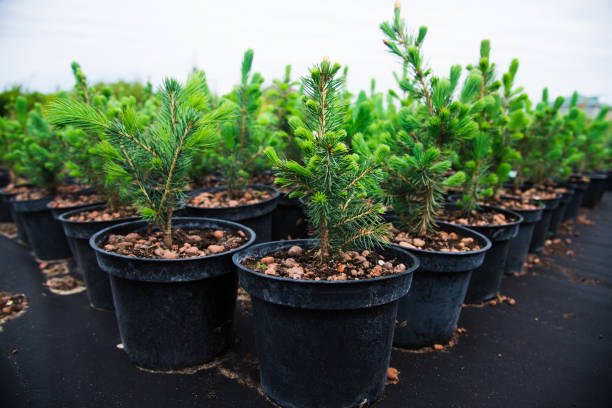 istock Saplings coniferous trees in pots in plant nursery 1247964971