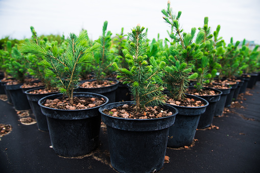 Saplings of pine, spruce, fir and other coniferous trees in pots in plant nursery.