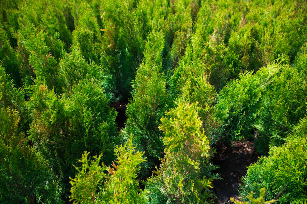 istock Saplings coniferous trees in pots in plant nursery 1247965215
