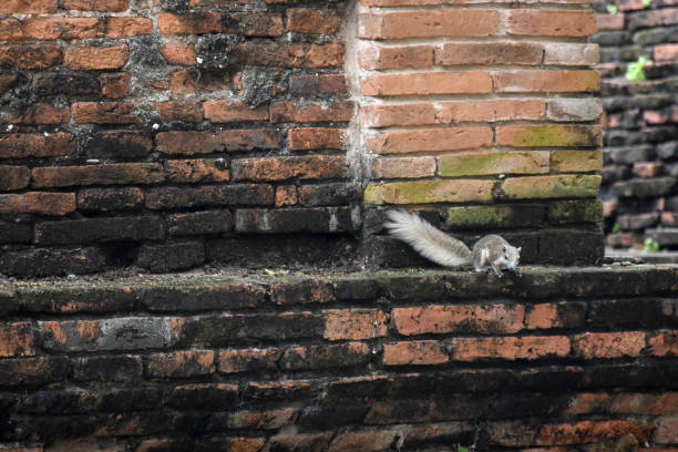 istock Squirrel in the ruins of Ayutthaya 1247965361