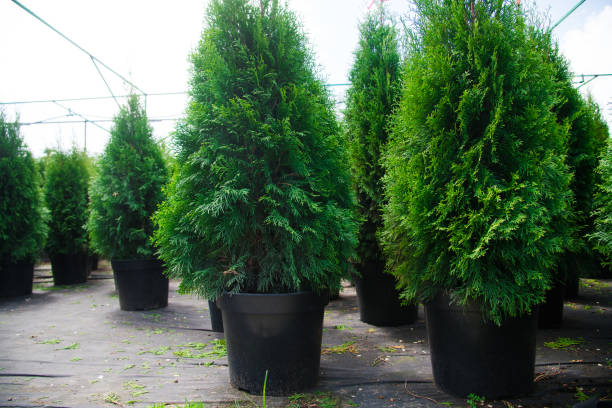 istock Saplings coniferous trees in pots in plant nursery 1247969937