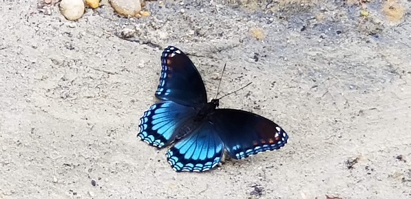 Blue Butterfly Close-up.