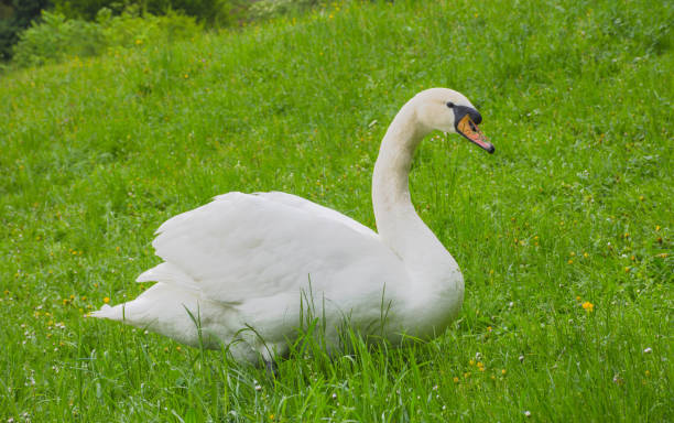 istock Graceful swan sitting on the grass. Selective focus 1247972207