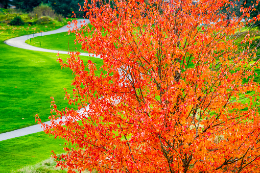 Autumn in a formal garden on Vancouver Island, British Columbia