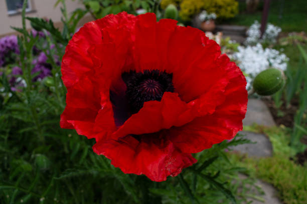 istock Big red poppy flower 1247976043