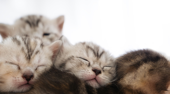 Portrait cute kitten cat family sibling sleeping together