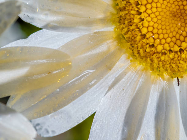 White chrysanthemum close up, macro