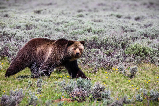 istock Grizzly bear Yellowstone 1247980985