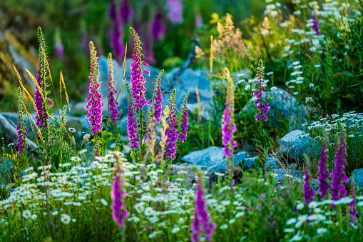 Wildflower daisies and foxgloves on Vancouver Island, British Columbia