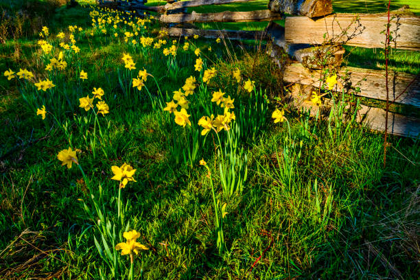 Wildflower daffodils on Vancouver Island, British Columbia