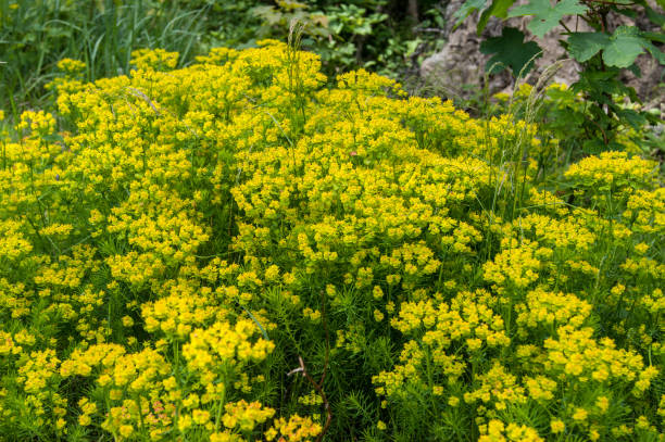Euphorbia cyparissias the cypress spurge flowers Euphorbia cyparissias the cypress spurge flowers cypress spurge stock pictures, royalty-free photos & images