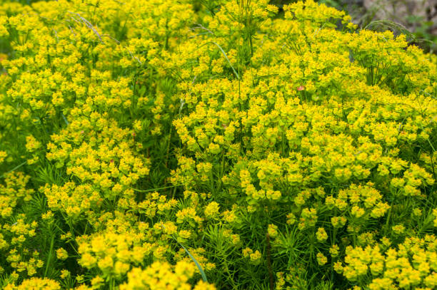 Euphorbia cyparissias the cypress spurge flowers Euphorbia cyparissias the cypress spurge flowers cypress spurge stock pictures, royalty-free photos & images