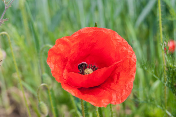 istock Papaver rhoeas common poppy red flower 1247982613