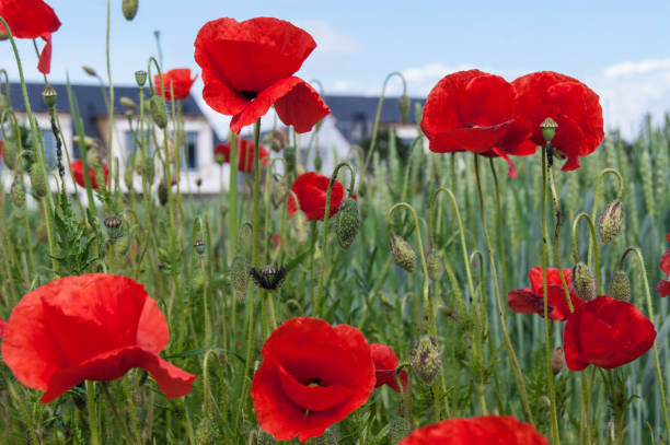 istock Papaver rhoeas common poppy red flower 1247982626