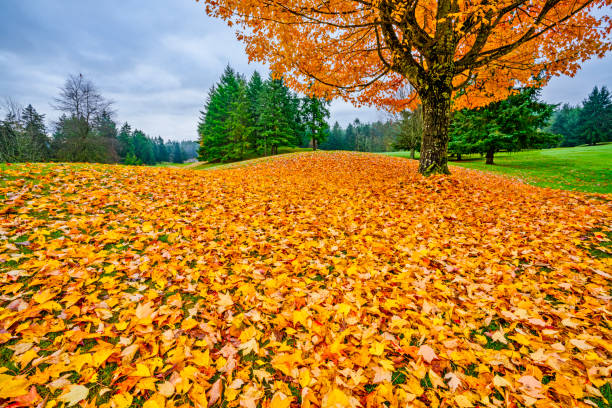 early morning sun, autumn atmosphere, colourful trees