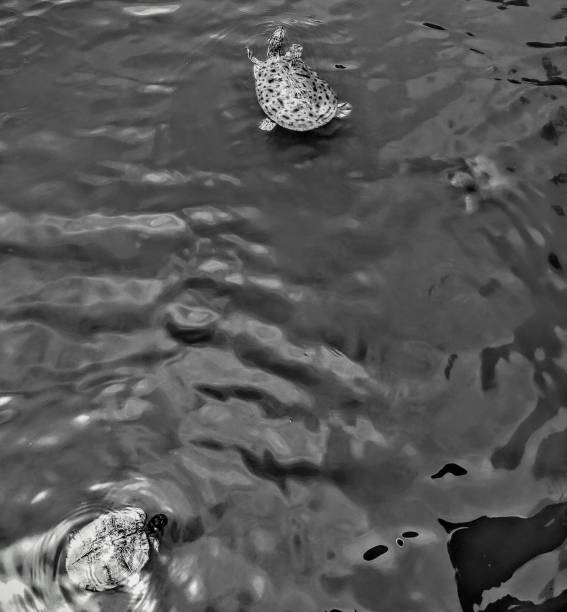 istock North American Turtles 1247984025