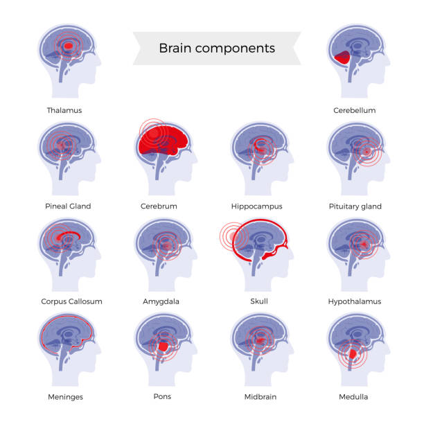 Pain Brain Illustration Set of vector isolated illustration of pain, inflammation or tumorbrain components in man head. Human brain detailed brain anatomy. Medical infographics for poster. brain stem stock illustrations