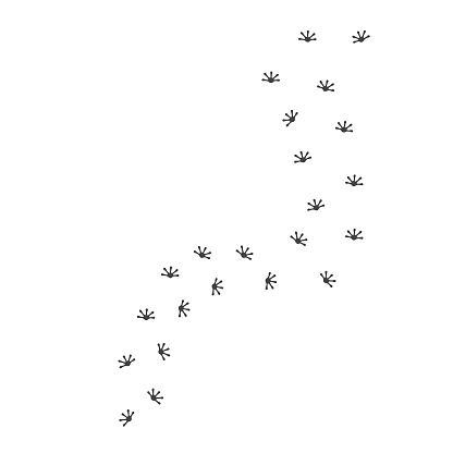 Gecko foot print  vector icon illustration