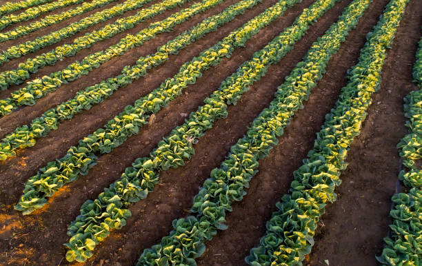 istock Cabbage plants in rows in a farm field, aerial view from drone. 1247992002